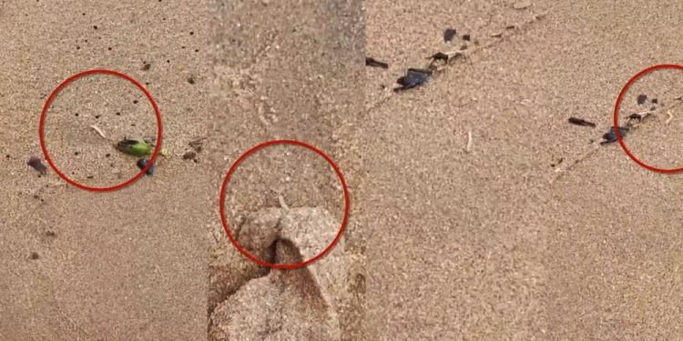 Iriri: Moradora registra larvas em areia de duas praias