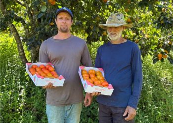 Alfredo Chaves: Família se dedica na produção de caqui