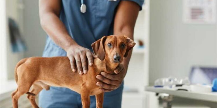 Alfredo Chaves: Castração de pets agora pode ser solicitada on-line