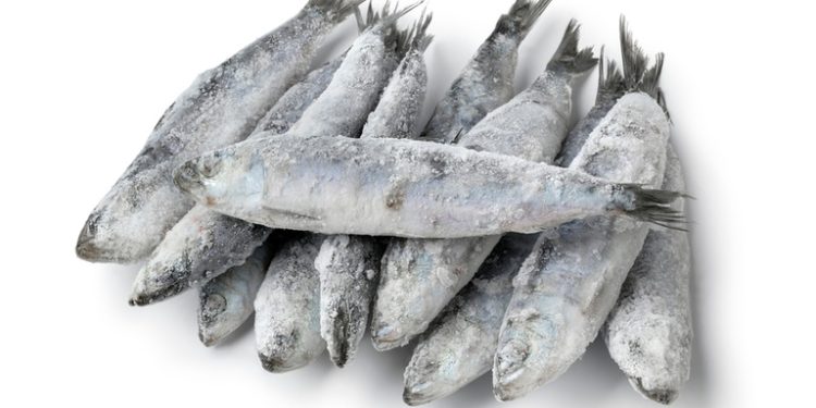 Fiscalização: Anvisa determina recolhimento de sardinha por contaminação por Salmonella