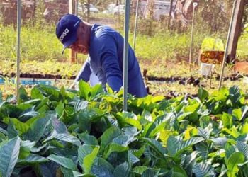 Alfredo Chaves: Prefeitura inicia entrega de mudas do Projeto Arranjos Produtivos com distribuição de café