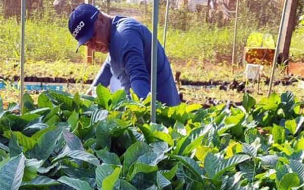 Alfredo Chaves: Prefeitura inicia entrega de mudas do Projeto Arranjos Produtivos com distribuição de café