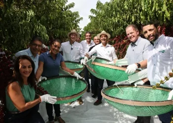 Estado: Aberta oficialmente a colheita do café conilon no Espírito Santo