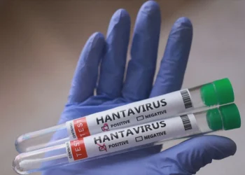 Hantavírus: Quais as características da doença e de sua transmissão?