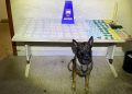 Guarapari: Polícia Militar apreende grande quantidade de drogas e cumpre mandados