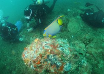 Estado: Ações do Iema removem mais de seis mil colônias de coral-sol e favorecem recuperação de espécies nativas
