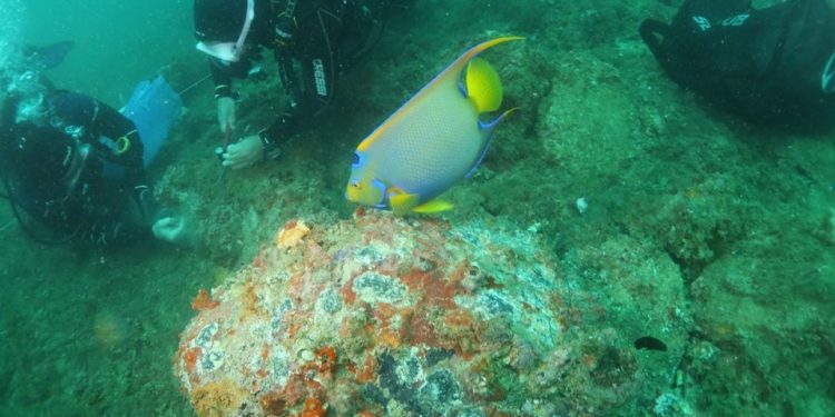Estado: Ações do Iema removem mais de seis mil colônias de coral-sol e favorecem recuperação de espécies nativas